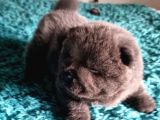 Chow Chow Yavruları Safkan Irk Ve Sağlık Garantili