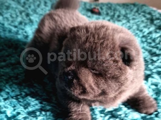 Chow Chow Yavruları Safkan Irk Ve Sağlık Garantili