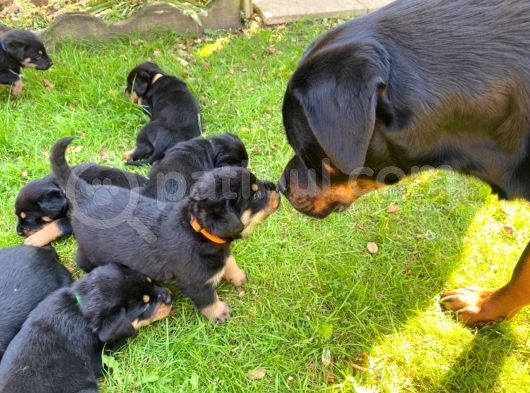 Rottweiler Yavruları Safkan Irk Ve Sağlık Garantili