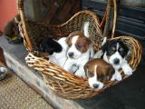 Jack Russel Terrier Yavrular Safkan Irk Ve Sağlık Garantili