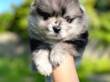 Pomeranian Boo Yavruları Safkan Irk Ve Sağlık Garantili