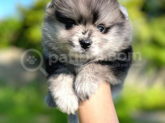 Pomeranian Boo Yavruları Safkan Irk Ve Sağlık Garantili görsel
