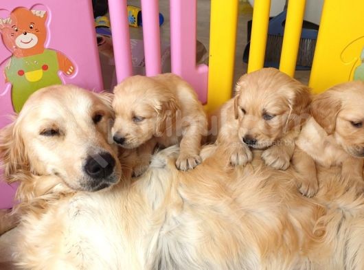 Golden Yavrularımız Safkan Irk Ve Sağlık Garantili görsel