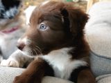 Border Collie Yavruları Safkan Irk Ve Sağlık Garantili
