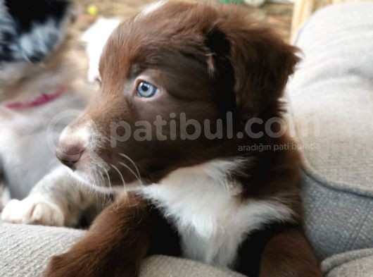 Border Collie Yavruları Safkan Irk Ve Sağlık Garantili görsel