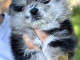 Pomeranian Boo Yavruları Safkan Irk Ve Sağlık Garantili