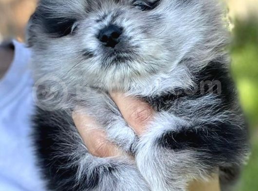Pomeranian Boo Yavruları Safkan Irk Ve Sağlık Garantili görsel