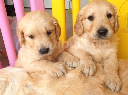 Golden Yavrularımız Safkan Irk Ve Sağlık Garantili görsel