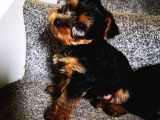 Yorkshire Terrier Yavrularımız Safkan Irk Ve Sağlık Garantili