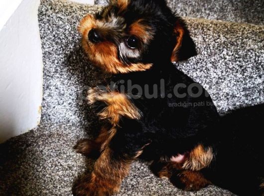 Yorkshire Terrier Yavrularımız Safkan Irk Ve Sağlık Garantili görsel
