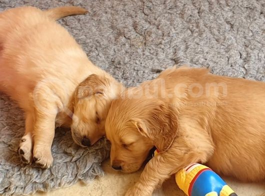 Golden Yavrularımız Safkan Irk Ve Sağlık Garantili görsel