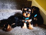 Yorkshire Terrier Yavrularımız Safkan Irk Ve Sağlık Garantili