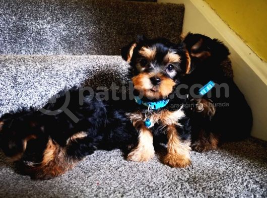 Yorkshire Terrier Yavrularımız Safkan Irk Ve Sağlık Garantili görsel