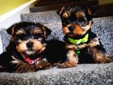 Yorkshire Terrier Yavrularımız Safkan Irk Ve Sağlık Garantili