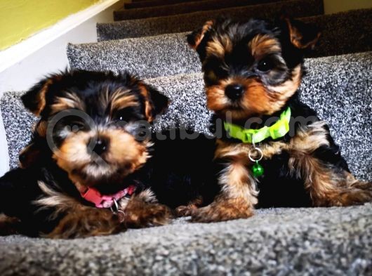 Yorkshire Terrier Yavrularımız Safkan Irk Ve Sağlık Garantili