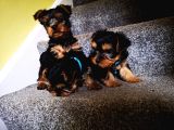 Yorkshire Terrier Yavrularımız Safkan Irk Ve Sağlık Garantili