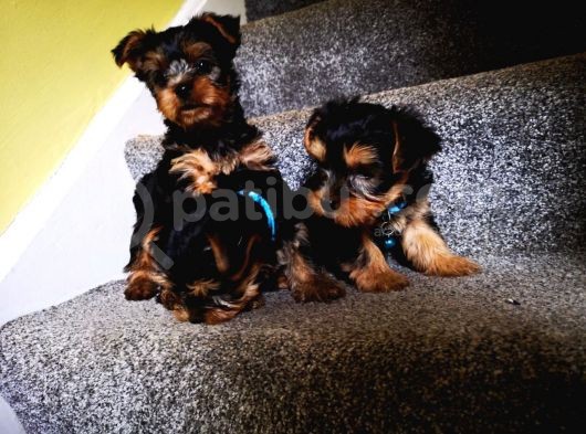 Yorkshire Terrier Yavrularımız Safkan Irk Ve Sağlık Garantili görsel