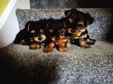Yorkshire Terrier Yavrularımız Safkan Irk Ve Sağlık Garantili