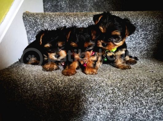 Yorkshire Terrier Yavrularımız Safkan Irk Ve Sağlık Garantili görsel
