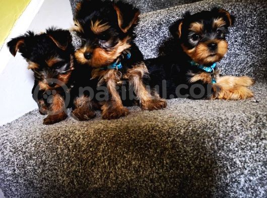 Yorkshire Terrier Yavrularımız Safkan Irk Ve Sağlık Garantili görsel