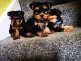 Yorkshire Terrier Yavrularımız Safkan Irk Ve Sağlık Garantili