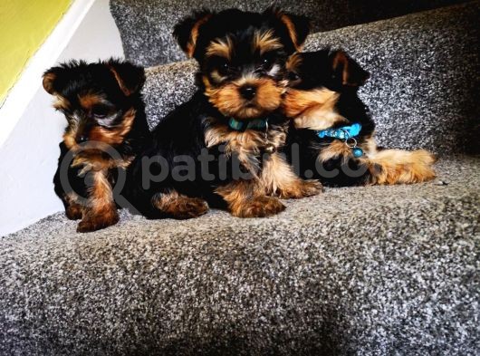 Yorkshire Terrier Yavrularımız Safkan Irk Ve Sağlık Garantili görsel