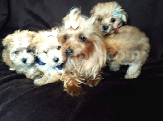 Morkie Yavrularımız Safkan Irk Ve Sağlık Garantili görsel
