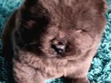 Chow Chow Yavruları Safkan Irk Ve Sağlık Garantili