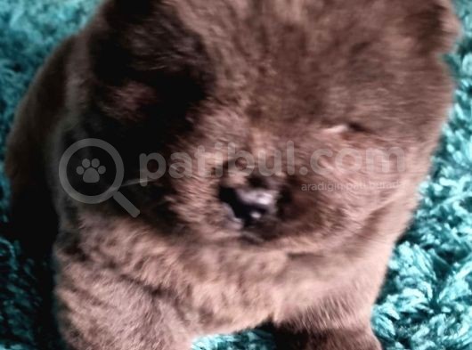 Chow Chow Yavruları Safkan Irk Ve Sağlık Garantili görsel