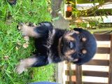 Rottweiler Yavruları Safkan Irk Ve Sağlık Garantili