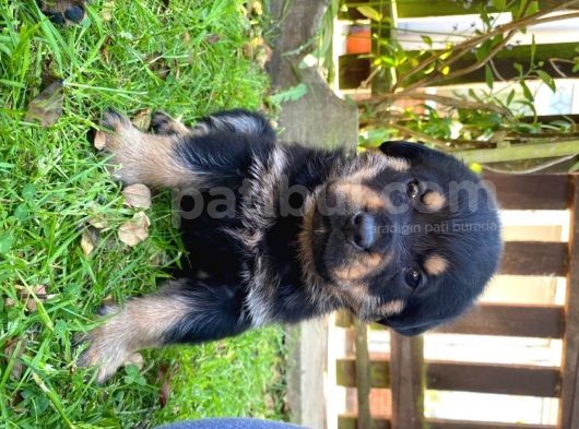 Rottweiler Yavruları Safkan Irk Ve Sağlık Garantili görsel
