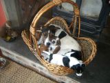 Jack Russel Terrier Yavrular Safkan Irk Ve Sağlık Garantili