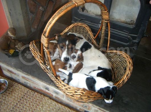 Jack Russel Terrier Yavrular Safkan Irk Ve Sağlık Garantili görsel