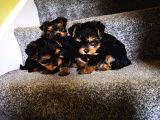 Yorkshire Terrier Yavrularımız Safkan Irk Ve Sağlık Garantili