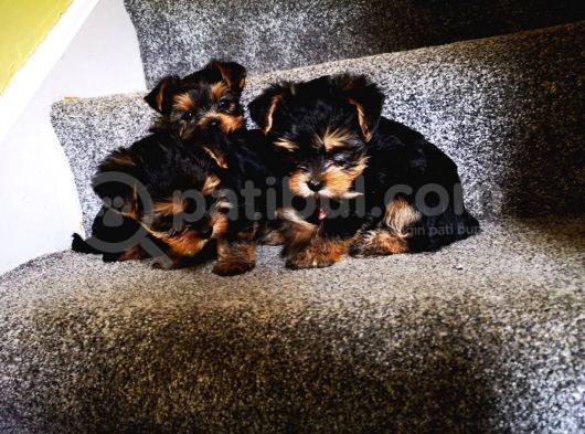 Yorkshire Terrier Yavrularımız Safkan Irk Ve Sağlık Garantili görsel