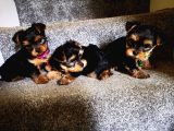 Yorkshire Terrier Yavrularımız Safkan Irk Ve Sağlık Garantili