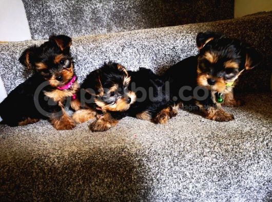 Yorkshire Terrier Yavrularımız Safkan Irk Ve Sağlık Garantili görsel