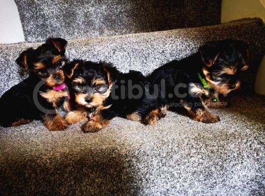 Yorkshire Terrier Yavrularımız Safkan Irk Ve Sağlık Garantili görsel