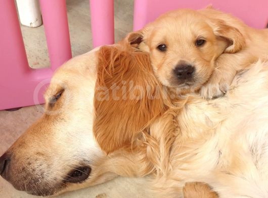 Golden Yavrularımız Safkan Irk Ve Sağlık Garantili