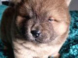 Chow Chow Yavruları Safkan Irk Ve Sağlık Garantili