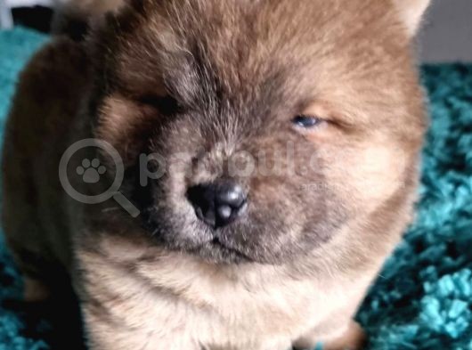 Chow Chow Yavruları Safkan Irk Ve Sağlık Garantili görsel