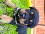 Rottweiler Yavruları Safkan Irk Ve Sağlık Garantili