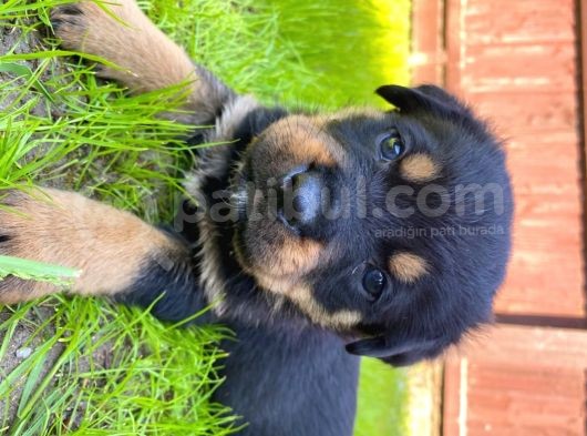 Rottweiler Yavruları Safkan Irk Ve Sağlık Garantili görsel