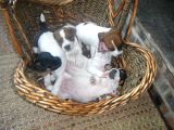 Jack Russel Terrier Yavrular Safkan Irk Ve Sağlık Garantili
