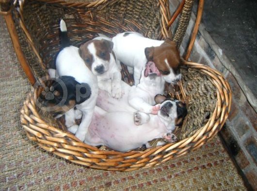 Jack Russel Terrier Yavrular Safkan Irk Ve Sağlık Garantili görsel