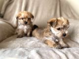 Morkie Yavrularımız Safkan Irk Ve Sağlık Garantili