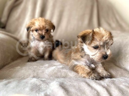 Morkie Yavrularımız Safkan Irk Ve Sağlık Garantili görsel