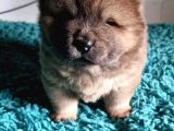 Chow Chow Yavruları Safkan Irk Ve Sağlık Garantili