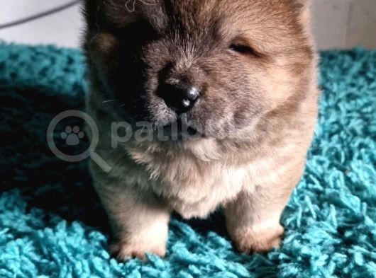 Chow Chow Yavruları Safkan Irk Ve Sağlık Garantili görsel
