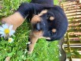 Rottweiler Yavruları Safkan Irk Ve Sağlık Garantili